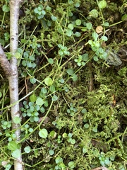 Houstonia serpyllifolia