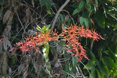 Renanthera coccinea
