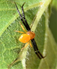 Synema parvulum