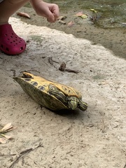 Trachemys scripta troostii