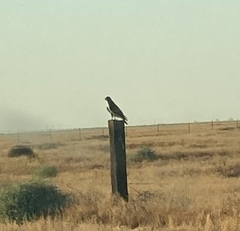 Circaetus