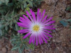 Cleretum hestermalense