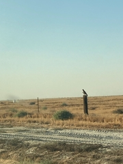 Circaetus