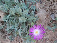 Cleretum hestermalense