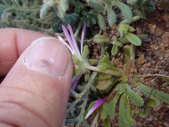 Cleretum hestermalense