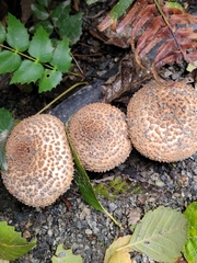 Echinoderma asperum