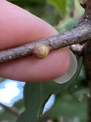 Andricus deciduatus