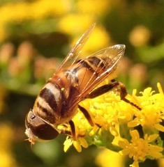 Palpada vinetorum