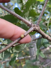 Andricus deciduatus