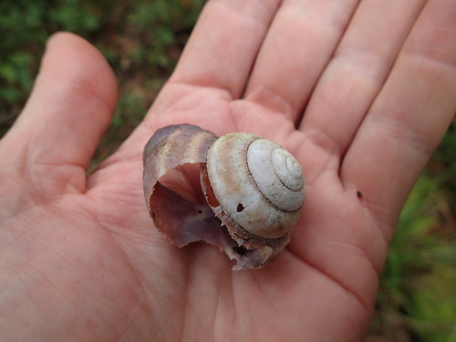 Gnarosophia bellendenkerensis