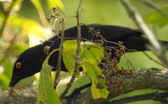 Notopholia corusca corusca