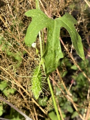 Echinopepon wrightii
