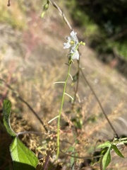 Echinopepon wrightii