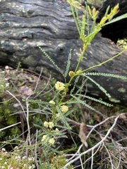 Acacia pentadenia