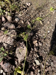Echinopepon wrightii