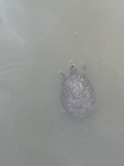 Apalone spinifera pallida