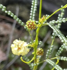 Acacia pentadenia