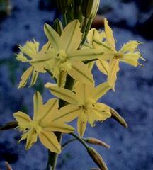 Bulbine alooides