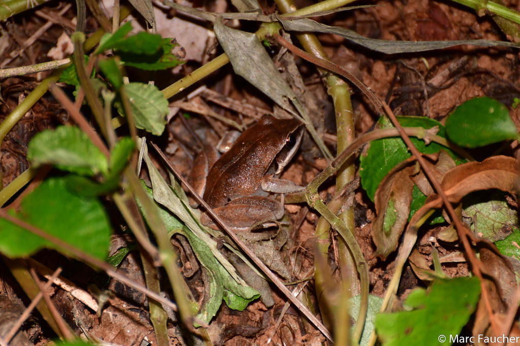 Black Whiskered Frog