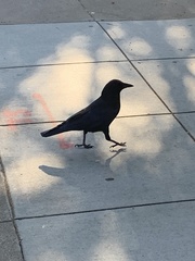 Corvus brachyrhynchos