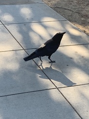 Corvus brachyrhynchos