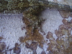 Hemidactylus greeffii