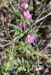 Boronia gracilipes