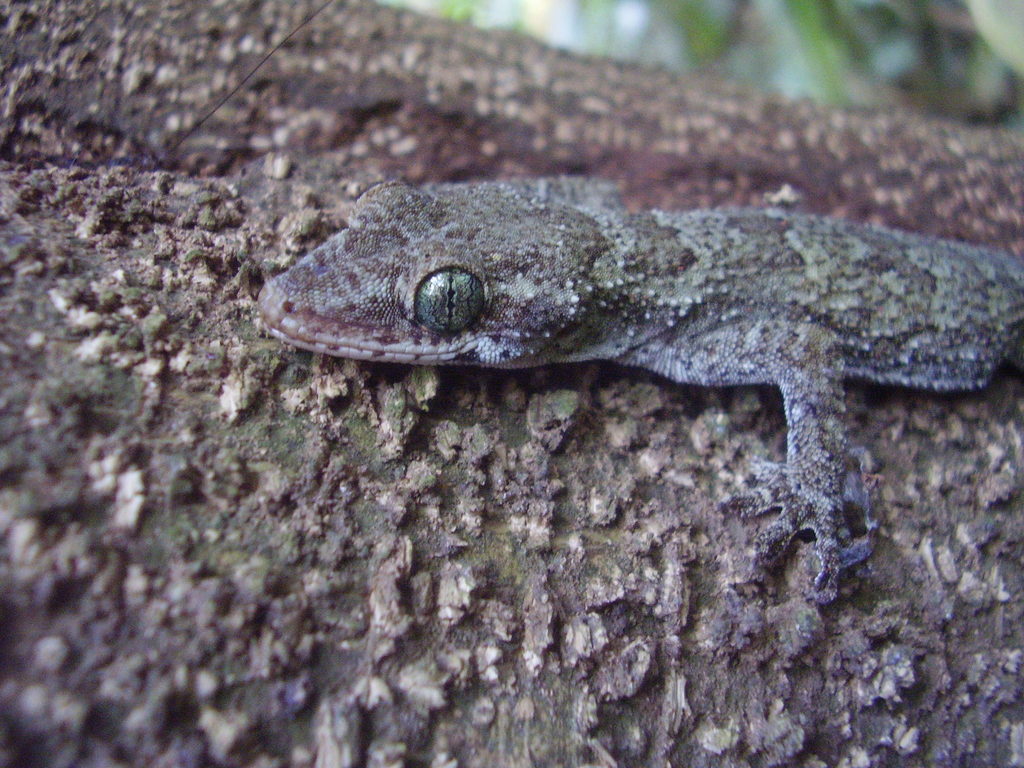 Greeff’s Giant Gecko
