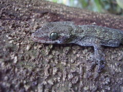 Hemidactylus greeffii