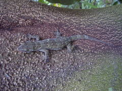 Hemidactylus greeffii