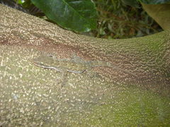 Hemidactylus greeffii