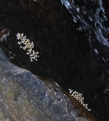 Amolops hongkongensis