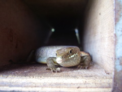 Trachylepis thomensis