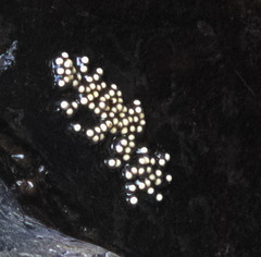 Amolops hongkongensis