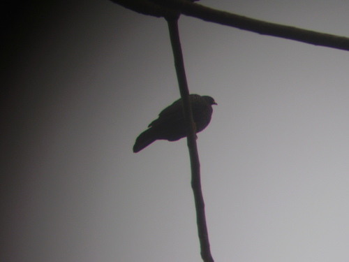iNaturalist image