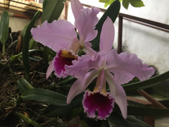 Cattleya trianae