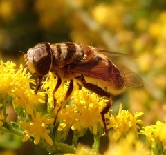 Palpada vinetorum