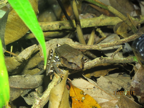 Mixophyes schevilli
