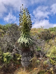 Argyroxiphium grayanum