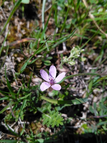 bocianik (Erodium)