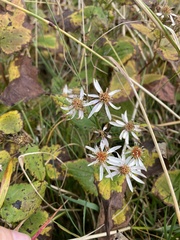 Eurybia chlorolepis