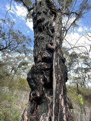 Eucalyptus marginata