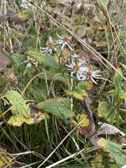 Eurybia chlorolepis