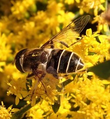 Eristalis dimidiata
