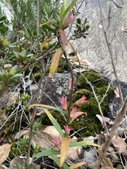 Crowea angustifolia