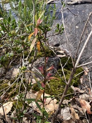 Crowea angustifolia