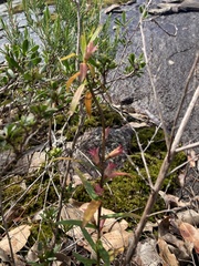 Crowea angustifolia
