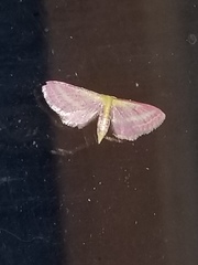 Leptostales laevitaria