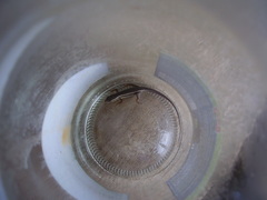 Trachylepis thomensis