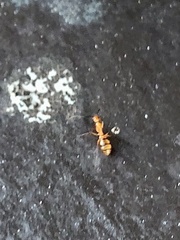 Camponotus variegatus